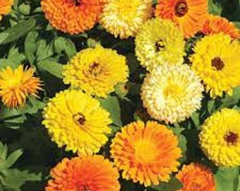 Fiesta Gitana Blend Calendula Seeds -- Organically Grown, non-GMO, Heirloom, Made in Wisconsin - USA