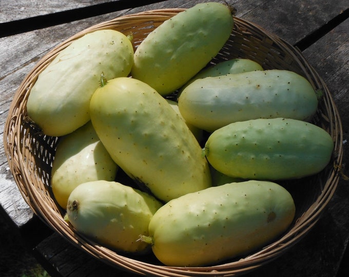 Boothby's Blonde Cucumber Seed