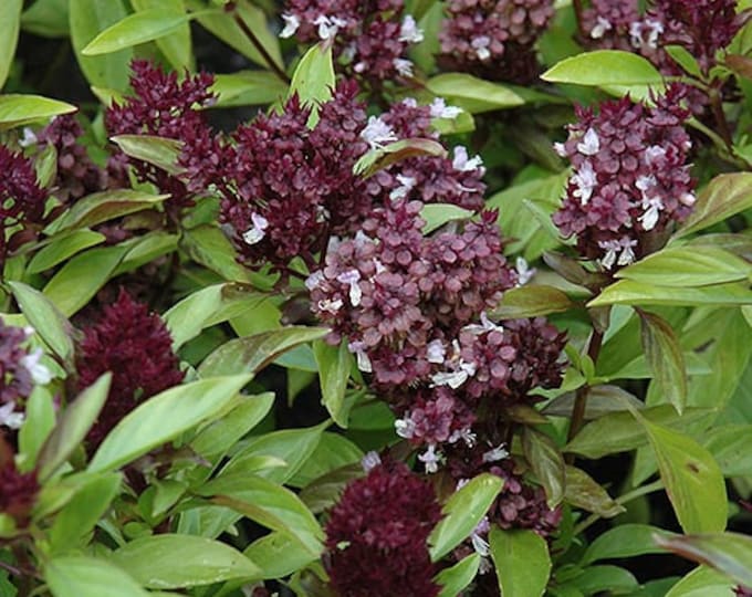 Siam Queen Basil Seed