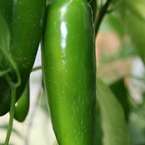 Jalapeno M Hot Pepper Seed