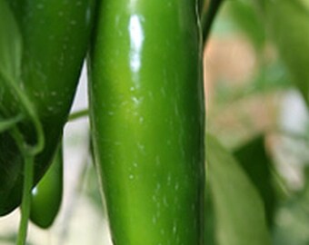 Jalapeno M Hot Pepper Seed