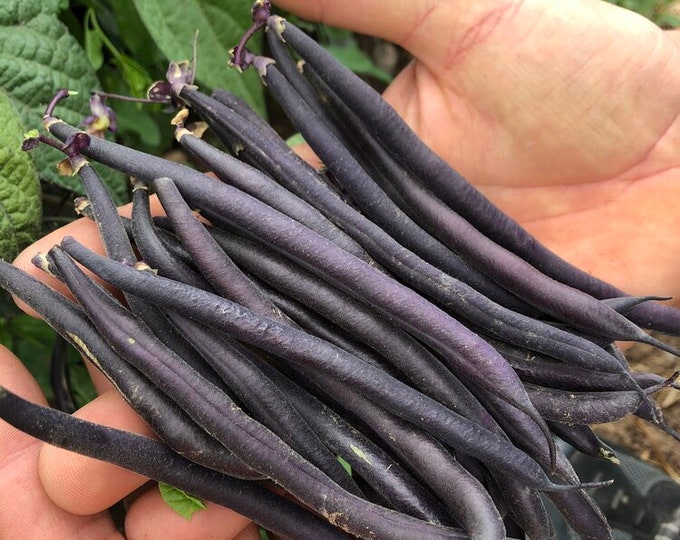 Velour Bush Snap Bean Seed