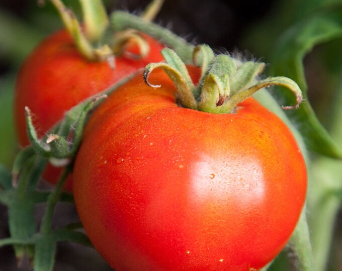 New Yorker Tomato Seed