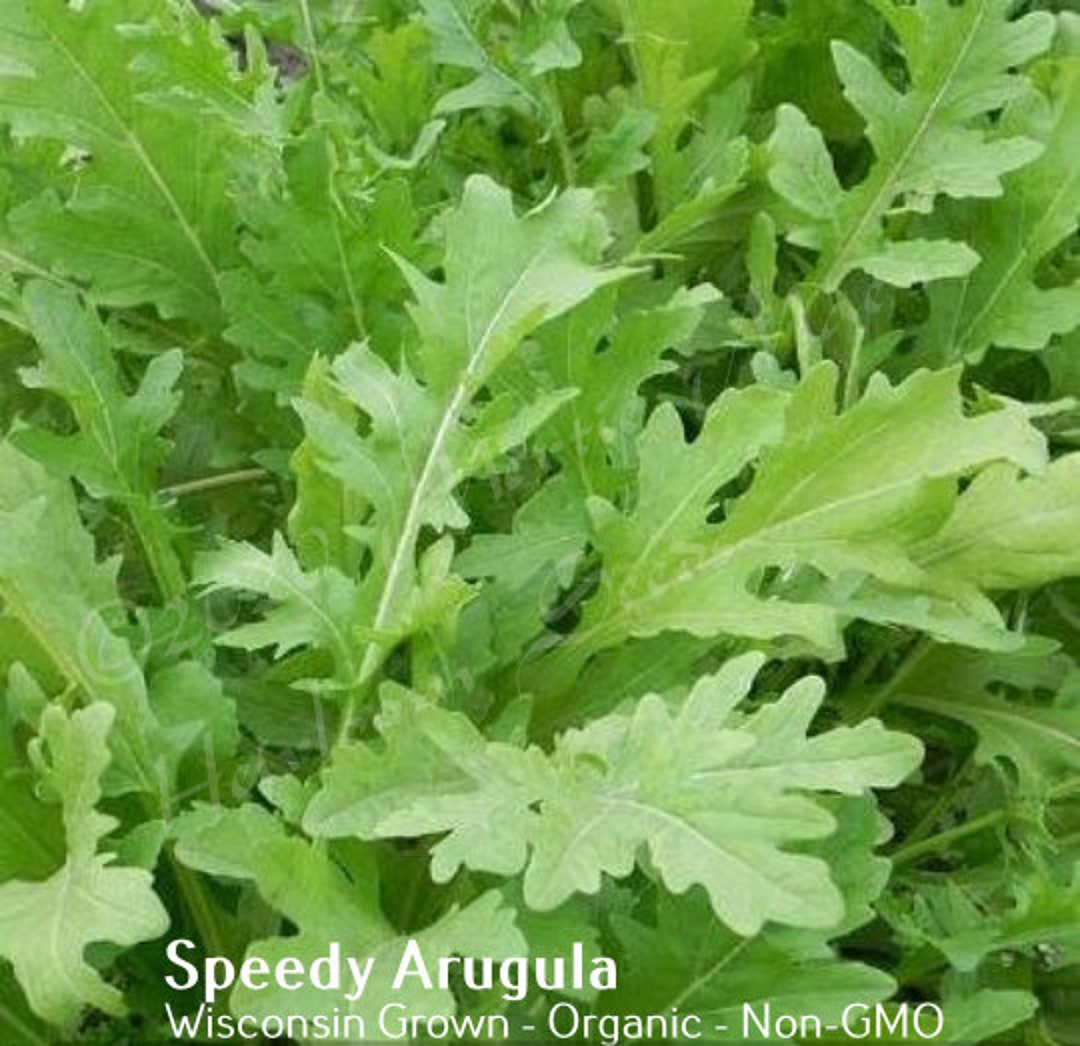 Speedy Arugula Seed Various Packet Sizes Eruca Vesicaria Organically