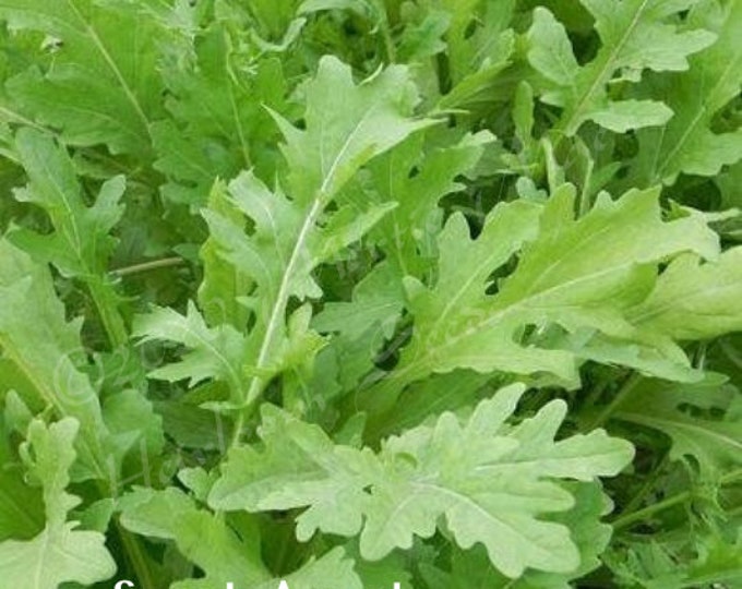 Speedy Arugula Seed | Various Packet Sizes | Eruca vesicaria | Organically Grown, Non-GMO, Grown in the USA