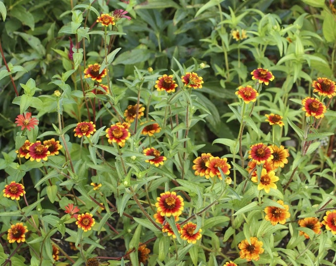 Persian Carpets Zinnia Seed