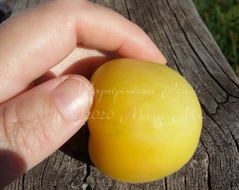 Wapsipinicon Peach Tomato Seeds -- Organically Grown, non-GMO, Heirloom, Made in Wisconsin - USA