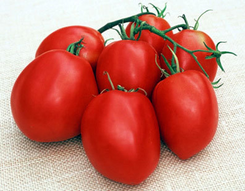 Amish Paste Tomato Seeds Organically Grown nonGMO Etsy