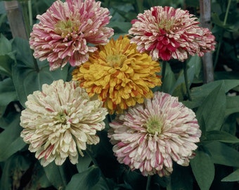 Candy Stripe Blend Zinnia Seeds -- Organically Grown, non-GMO, Heirloom, Made in Wisconsin - USA