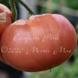Caspian Pink Tomato Seeds -- Organically Grown, non-GMO, Heirloom, Made in Wisconsin - USA