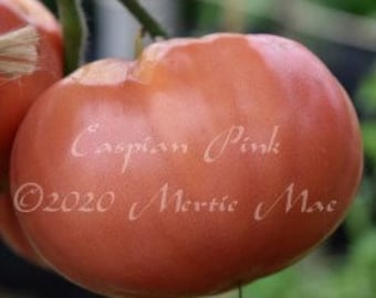 Caspian Pink Tomato Seeds -- Organically Grown, non-GMO, Heirloom, Made in Wisconsin - USA