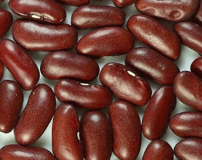 Montcalm Dark Red Kidney Bush Bean Seed