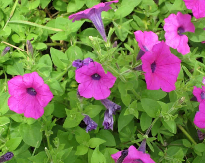 Shanin Wild Petunia Seeds