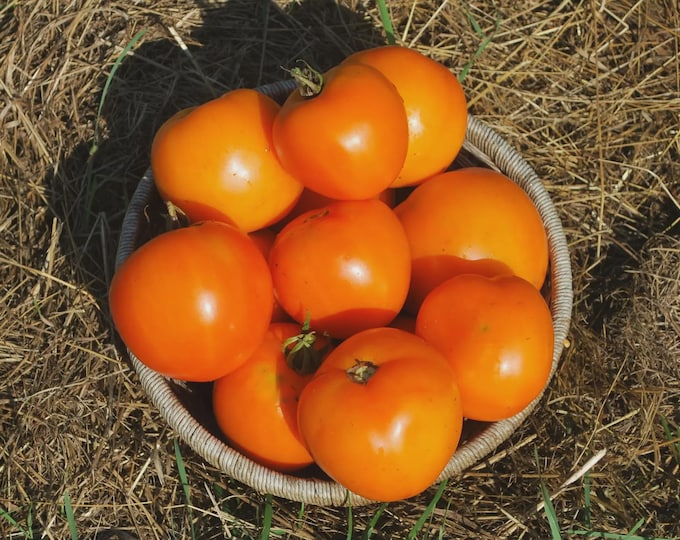 Caro Rich Tomato Seed -- Organically Grown, non-GMO, Heirloom, Made in Wisconsin - USA