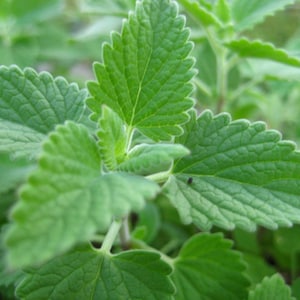 May include: Close-up of a green leafy plant with a textured surface. The leaves are arranged in a cluster and have a slightly fuzzy appearance.