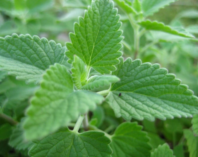 Catnip Seed -- Organically Grown, non-GMO, Heirloom, Made in Wisconsin - USA