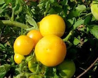 Giallo de Summer Tomato Seeds -- Organically Grown, non-GMO, Heirloom, Made in Wisconsin - USA