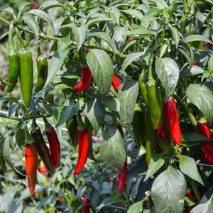 May include: A close-up of a chili pepper plant with green and red peppers growing on it. The peppers are hanging from the branches of the plant, and the leaves are green and lush.