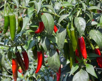 Serrano Pepper (Carlo's Strain) Hot Pepper Seed