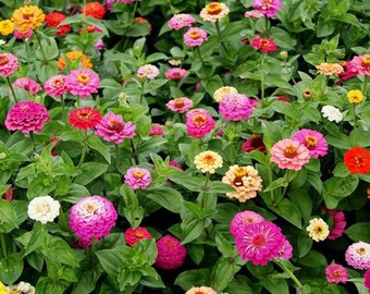 Pumila Blend Zinnia Seeds