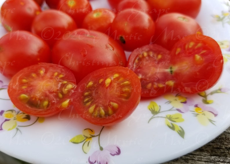 Christmas Grapes Tomato Seeds Organically Grown, non-GMO, Heirloom, Made in Wisconsin USA image 3