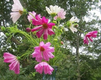 Seashells Blend Cosmos bipinnatus Seeds -- Organically Grown, non-GMO, Heirloom, Made in Wisconsin - USA