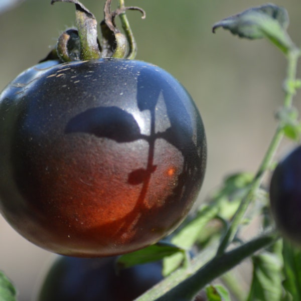 Indigo Blue Beauty Tomato Seeds -- Organically Grown, non-GMO, Heirloom, Made in Wisconsin - USA