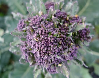 Purple Sprouting Broccoli Seed -- Organic, non-GMO, Heirloom, USA Grown, Made in Wisconsin
