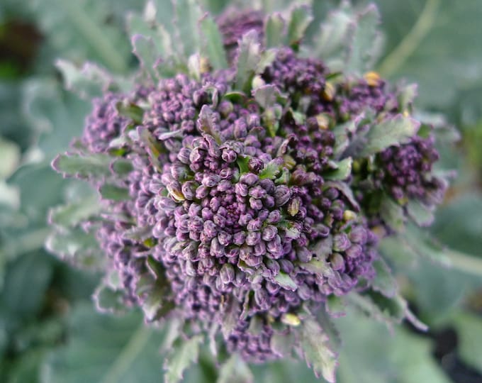 Purple Sprouting Broccoli Seed -- Organic, non-GMO, Heirloom, USA Grown, Made in Wisconsin