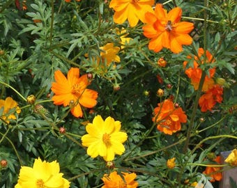 Bright Lights Blend Cosmos sulpherus seeds -- Organically Grown, non-GMO, Heirloom, Made in Wisconsin - USA