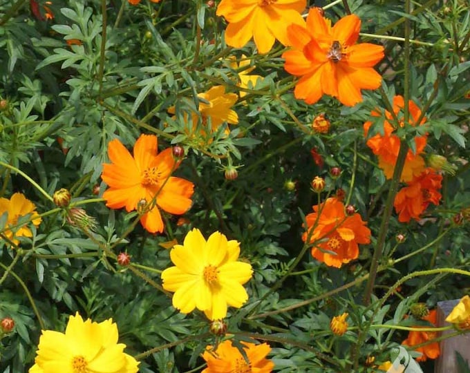 Bright Lights Blend Cosmos sulpherus seeds -- Organically Grown, non-GMO, Heirloom, Made in Wisconsin - USA