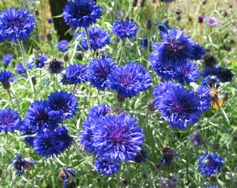 Dwarf Blue Bachelor Button Seed, Organically Grown, non-GMO, Heirloom