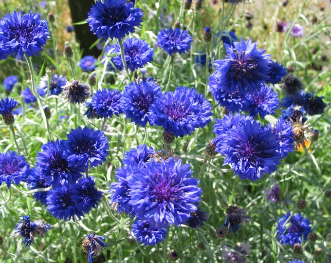 Dwarf Blue Bachelor Button Seed, Organically Grown, non-GMO, Heirloom