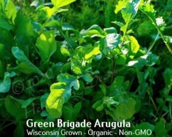 Green Brigade Arugula Seed | Various Packet Sizes | Eruca vesicaria | Organically Grown, Non-GMO, Grown in the USA