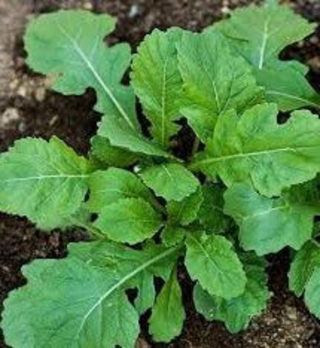 Wasabi Arugula Seed Organically Grown Nongmo Heirloom Etsy
