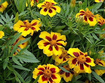 Dainty Marietta Marigold Seeds