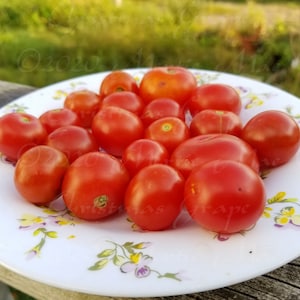 Christmas Grapes Tomato Seeds Organically Grown, non-GMO, Heirloom, Made in Wisconsin USA image 1