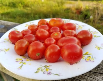 Christmas Grapes Tomato Seeds -- Organically Grown, non-GMO, Heirloom, Made in Wisconsin - USA