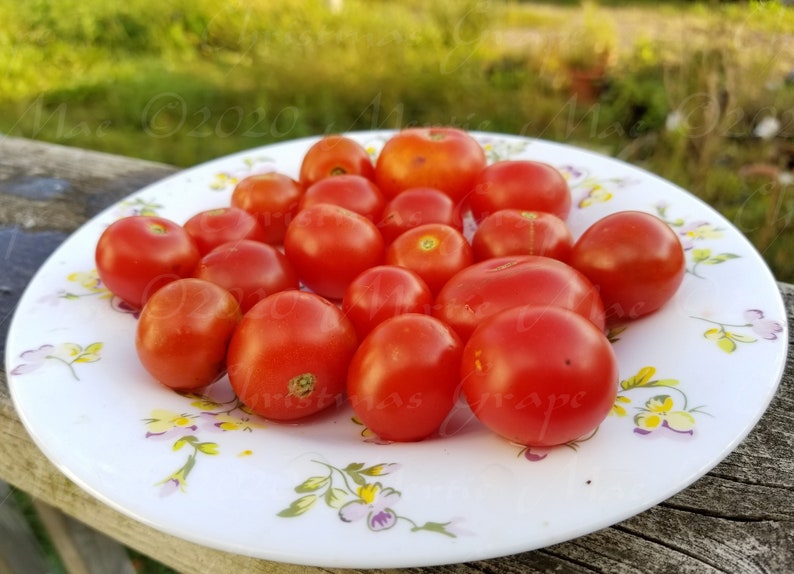 Christmas Grapes Tomato Seeds Organically Grown, non-GMO, Heirloom, Made in Wisconsin USA image 1