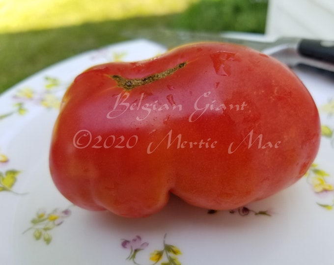 Belgian Giant Tomato Seeds -- Organically Grown, non-GMO, Heirloom, Made in Wisconsin - USA