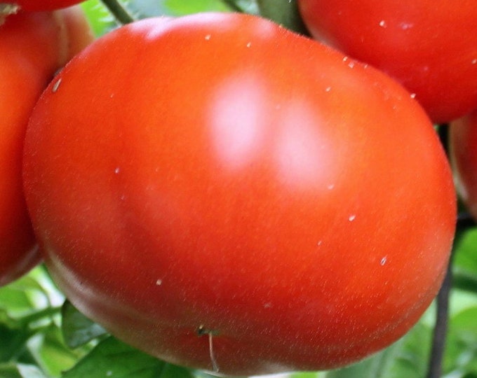 Red Brandywine, Regular Leaf, Tomato Seeds -- Organically Grown, non-GMO, Heirloom, Made in Wisconsin - USA