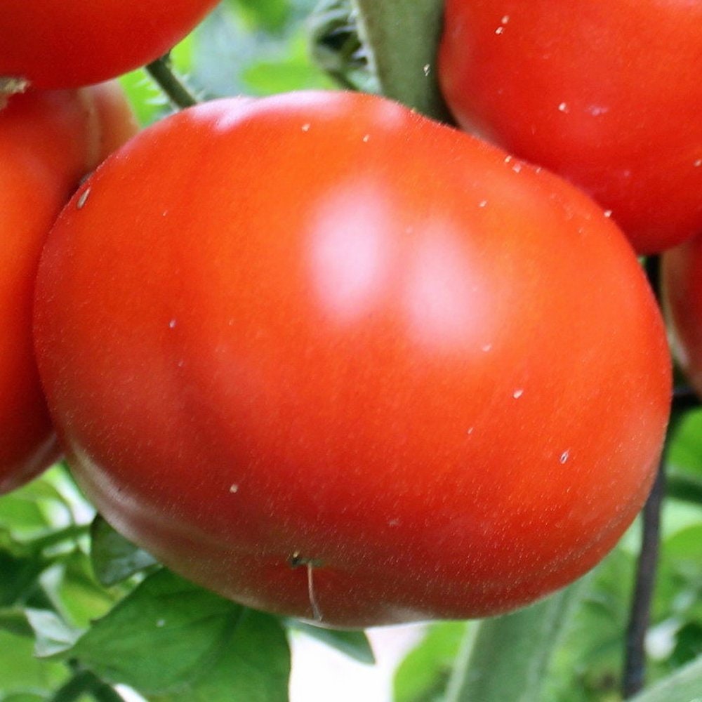 Red Brandywine Regular Leaf Tomato Seeds Organically Etsy 日本