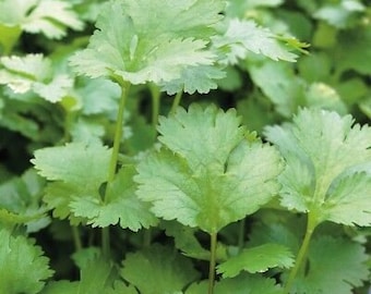 Leisure Cilantro Seed