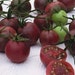 Organically Grown, non-GMO, Heirloom Chocolate Cherry Tomato Seed