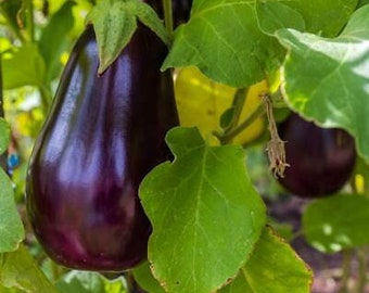 Florida High Bush Eggplant Seeds -- Organically Grown, non-GMO, Heirloom, Made in Wisconsin - USA