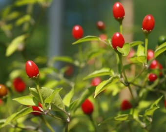 Chiltepin Hot Pepper Seed