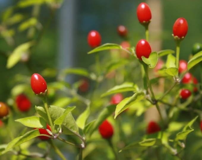 Chiltepin Hot Pepper Seed