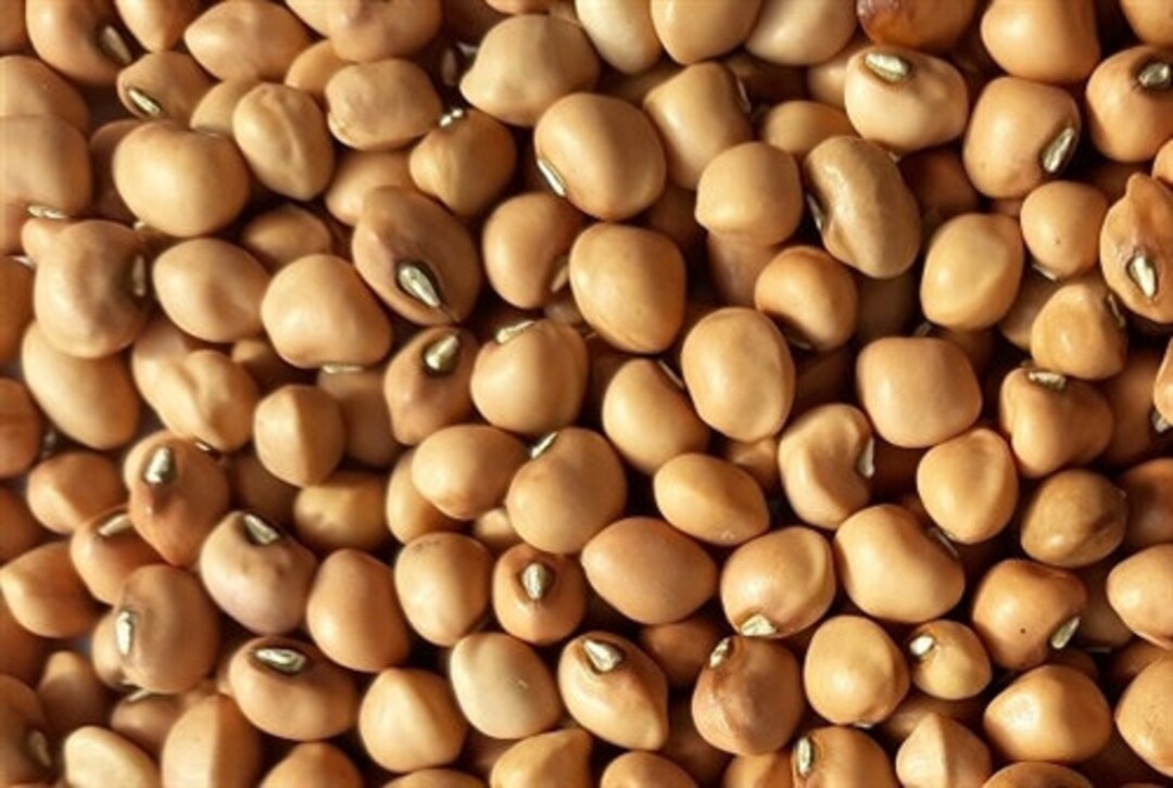 Mississippi Purple Hull Cowpea southern Pea Seed Etsy