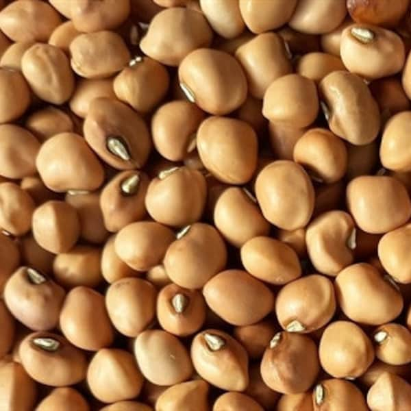 Mississippi Purple Hull Cowpea (Southern Pea) Seed