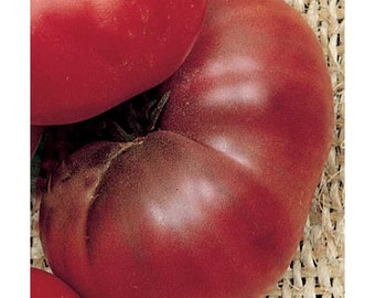 Black Brandywine (Merrell's Strain) Tomato Seeds -- Organically Grown, non-GMO, Heirloom, Made in Wisconsin - USA